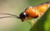 Euura melanocephala
